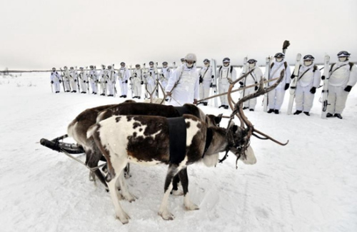 在俄罗斯西北摩尔曼斯克（Murmansk）附近的冰原上，俄北方舰队的北极步兵旅演练如何乘麋鹿牵拉的雪橇进行战斗任务。俄北方舰队司令部就在摩尔曼斯克，由于北大西洋暖流作用，那里有终年不冻港。